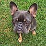 animal, brown_markings, canine, close_up, dark_coat, dog, expressive_eyes, french_bulldog, grass, large_ears, lawn, natural_light, outdoor, pet, photography, portrait, pouty, short_snout, standing, wrinkled_face