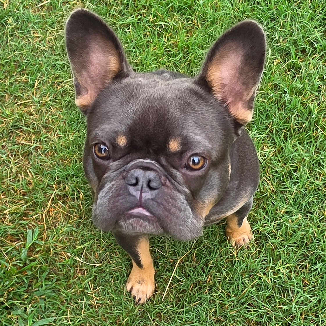 D.o.u.g