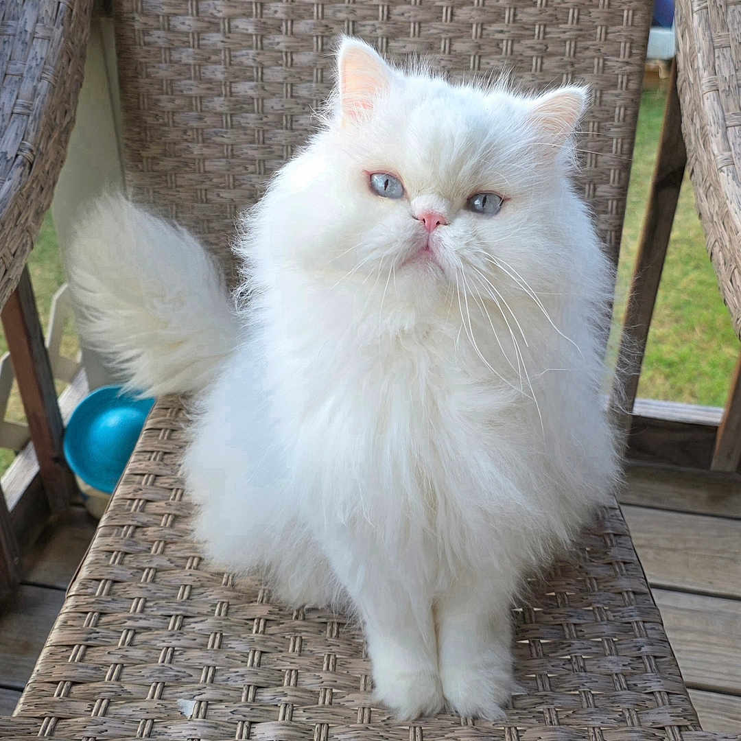 Photographers Names Support Milo from Tecumseh in Cat Photo Contest - Cash