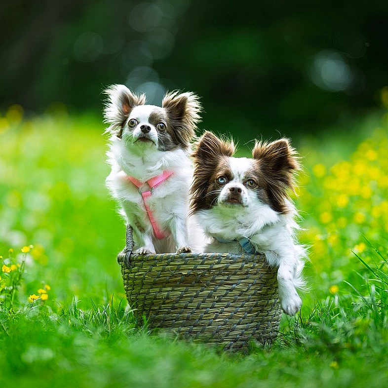 Bounty Et Lily a rejoint le concours — aidez-le/la à gagner de superbes lots ! animal, basket, blurred_background, collar, cute, dog, ears, field, fluffy, fur, grass, greenery, meadow, nature, outdoor, pet, small_dog, sunlight, two_dogs, yellow_flowers