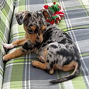 Crapule a rejoint le concours — aidez-le/la à gagner de superbes lots ! puppy, dog, animal, pet, cushion, chair, plaid, green, gray, toy, outdoor, cute, small, spotted, fur, ears, tail, resting, looking_away, natural_light
