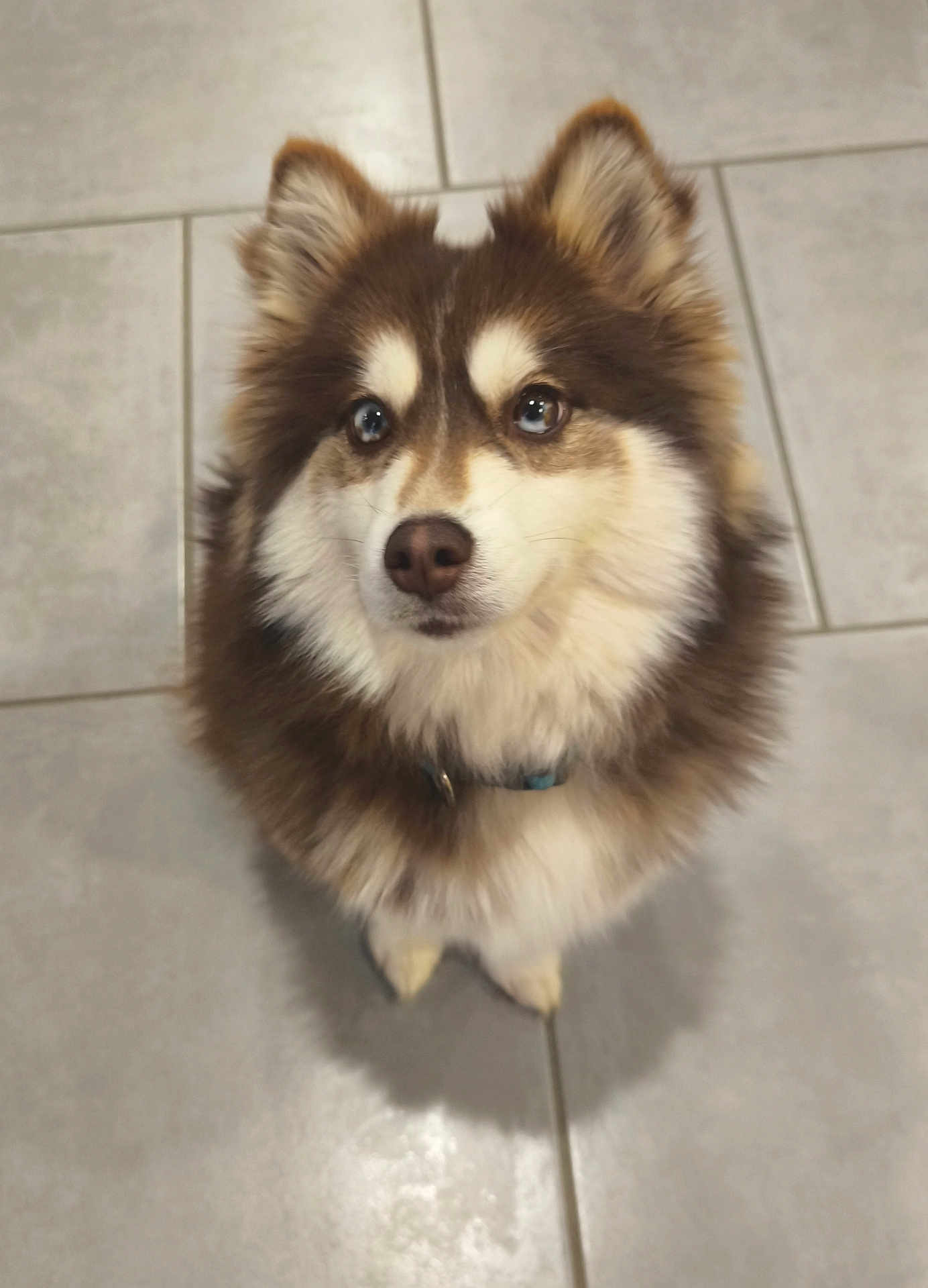 Alaska participe au concours pour gagner de l'argent avec cette photo : dog, fluffy, blue_eyes, pet, indoor, tile_floor, looking_up, ears, fur, collar, animal, cute, canine, mammal, companion, sitting, adorable, household, domestic, alert