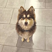 Alaska participe au concours pour gagner de l'argent avec cette photo : dog, pet, fluffy, fur, animal, brown, white, sitting, looking_up, indoors, tile_floor, collar, cute, adorable, canine, portrait, companion, alert, young_dog, domestic_animal