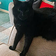 Teddy joined the competition — help win amazing prizes! black_cat, cat, pet, furniture, couch, indoor, animal, feline, relaxing, living_room, carpet, wall, home, cozy, domestic_animal, fur, paw, ear, whisker, texture