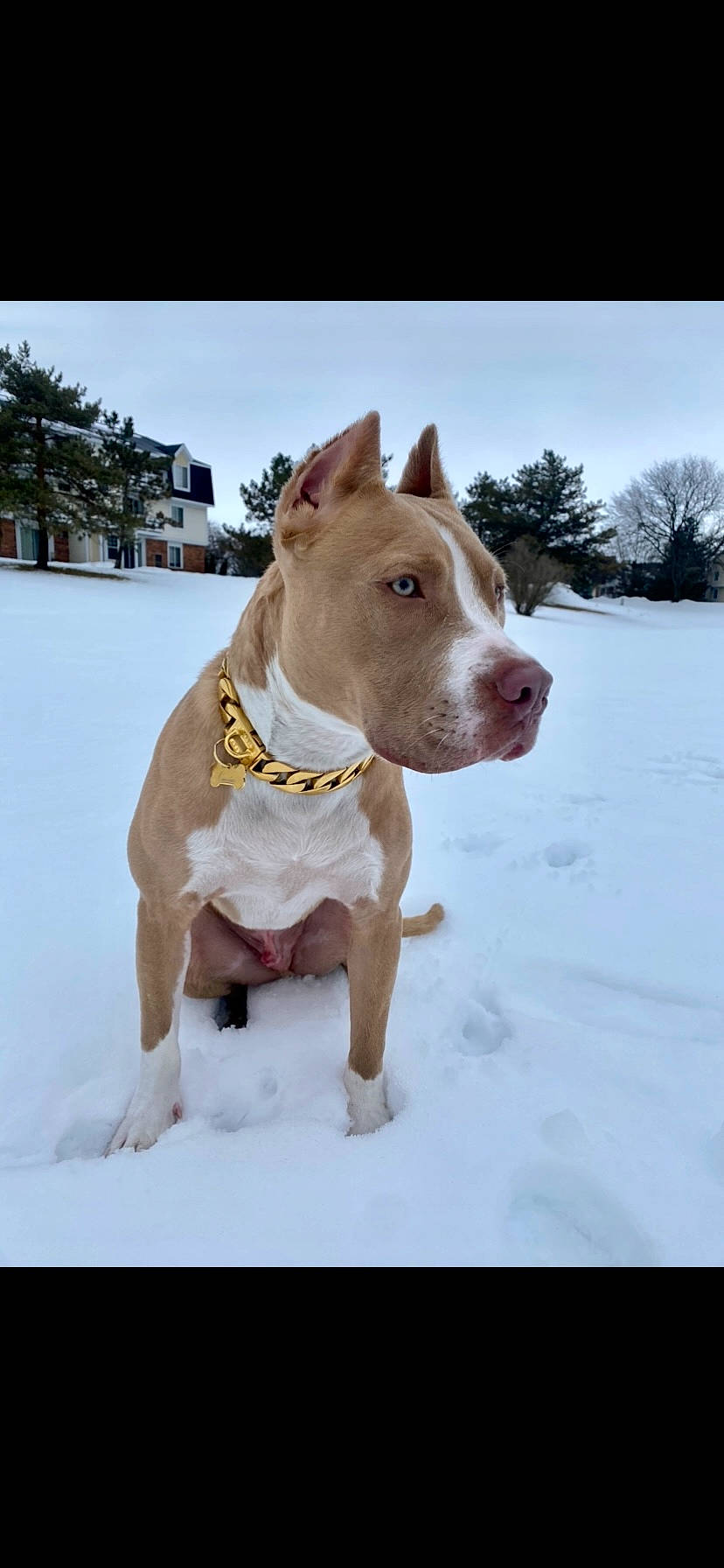 Cassius is registered to the contest to win money with this photo: canidae, carnivore, collar, companion_dog, dog, dog_breed, dog_clothes, dog_collar, dog_supply, fawn, freezing, pet_supply, sky, snout, snow, sporting_group, tree, whiskers, winter, working_animal