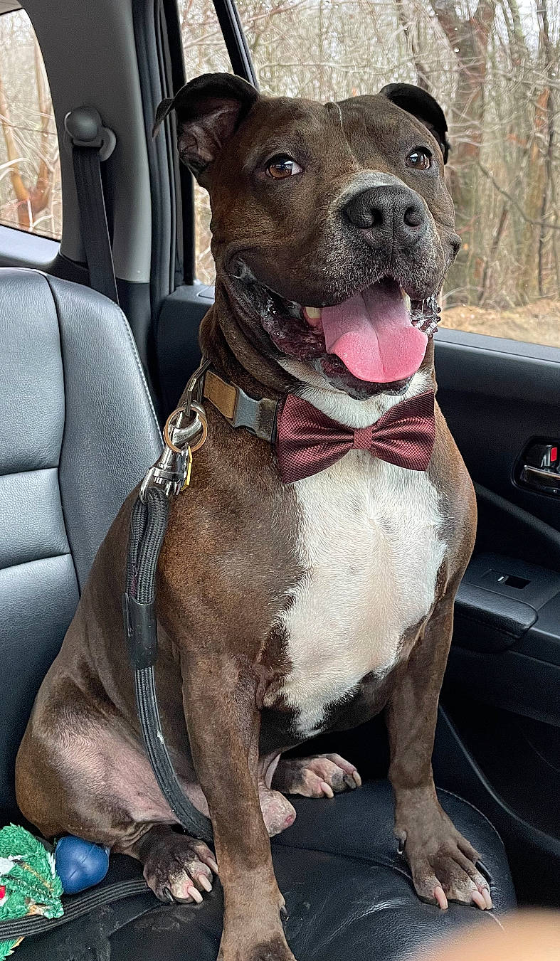 Elton is registered to the contest to win money with this photo: automotive_mirror, car, car_seat, carnivore, collar, companion_dog, dog, dog_breed, dog_collar, fawn, hood, liver, snout, sporting_group, vehicle, vehicle_door, whiskers, window, windshield, working_animal