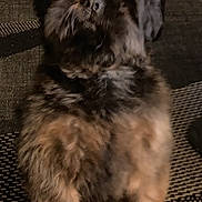 Jump a rejoint le concours — aidez-le/la à gagner de superbes lots ! black_dog, carpet, cute, date_stamp, dog, face, fluffy, furry, home, indoor, living_room, low_light, paw, pet, phone_screenshot, photo_gallery, portrait, rug, small_dog, thumbnail_strip