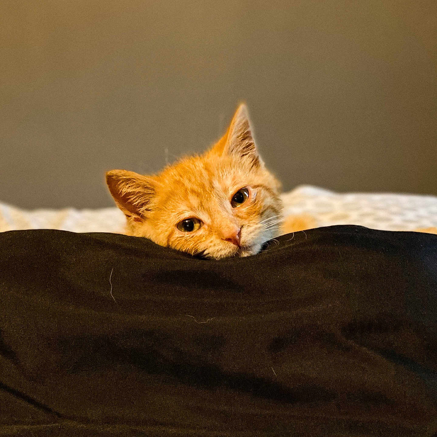 Mufasa is registered to the contest to win money with this photo: abyssinian, animal, bed, blanket, cat, couch, furniture, kitten, manx, pet, quilt, wood