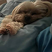 Cookie Dough joined the competition — help win amazing prizes! animal, bed, blanket, brown, closeup, comfort, cozy, cuddle, cute, dog, fur, indoor, nap, paws, pet, relaxed, resting, sleeping, small_dog, soft