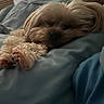 animal, bed, blanket, brown, closeup, comfort, cozy, cuddle, cute, dog, fur, indoor, nap, paws, pet, relaxed, resting, sleeping, small_dog, soft
