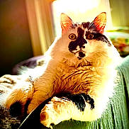 Richard is registered to the contest to win money with this photo: animal, black, bright, cat, closeup, daylight, ears, feline, fluffy, fur, green_surface, indoor, pet, portrait, relaxed, resting, sunlight, whiskers, white, window