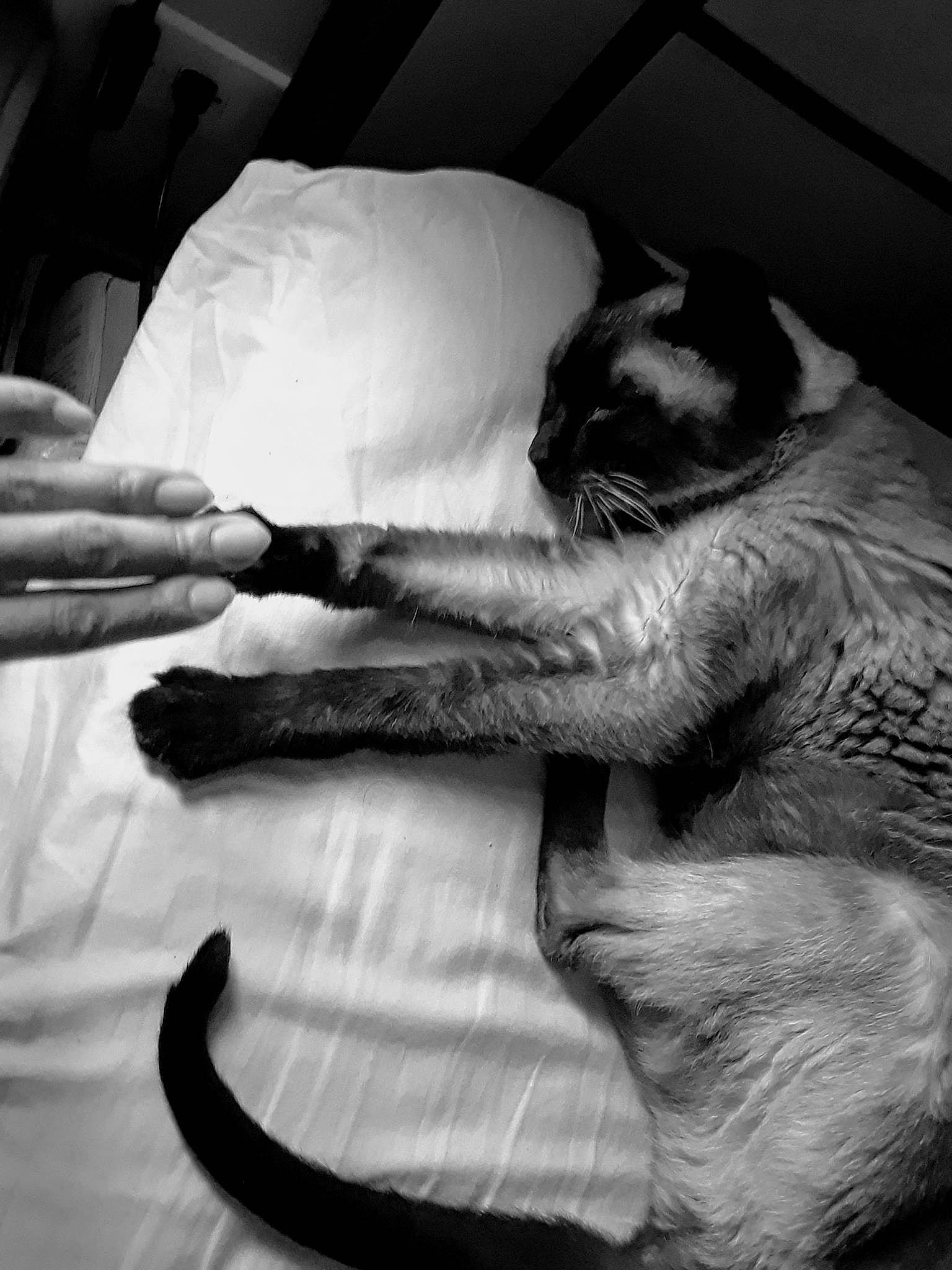 Pearl Aka Kitty is registered to the contest to win money with this photo: asian, black, black_and_white, carnivore, cat, claw, ear, felidae, hand, human, kitten, monochrome, monochrome_photography, small_to_medium_sized_cats, style, whiskers