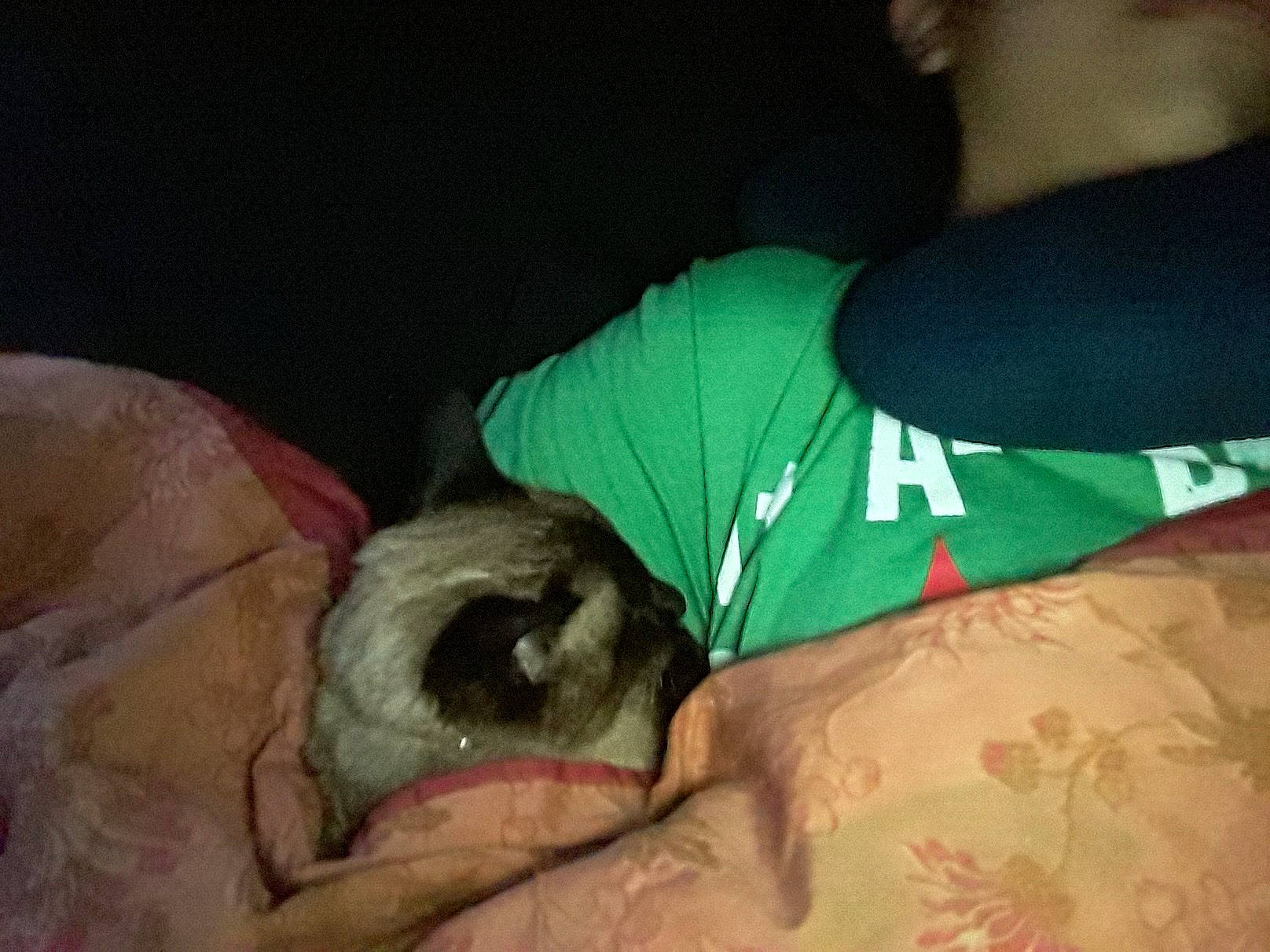 Pearl Aka Kitty is registered to the contest to win money with this photo: canidae, carnivore, ear, fawn, ferret, mouth, puppy, shih_tzu, skin, snout