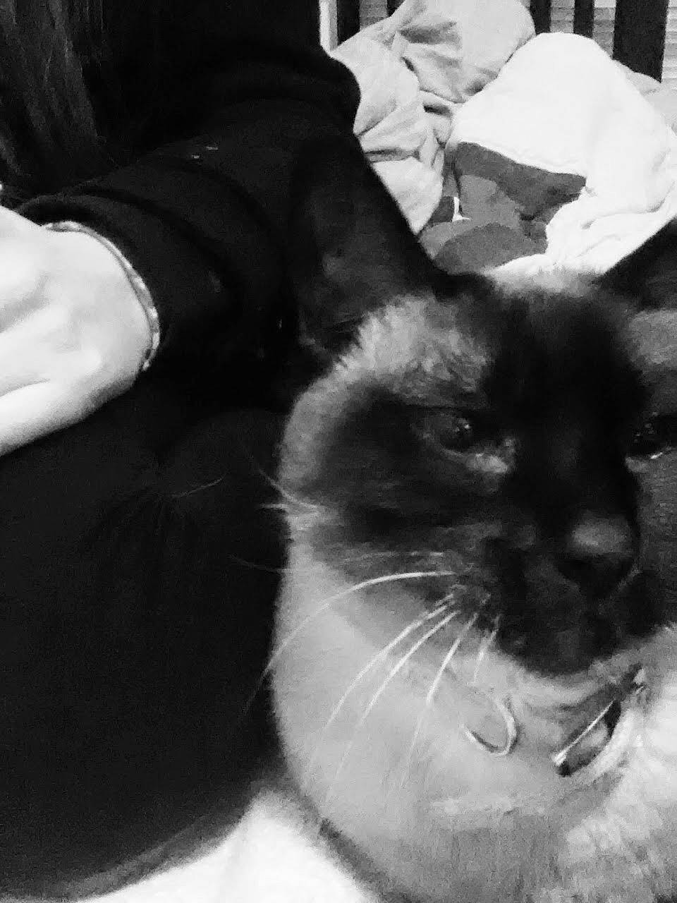 Pearl Aka Kitty is registered to the contest to win money with this photo: asian, birman, black, black_and_white, black_cat, carnivore, cat, ear, eye, felidae, fur, himalayan, monochrome, monochrome_photography, photography, small_to_medium_sized_cats, snapshot, snout, style, whiskers