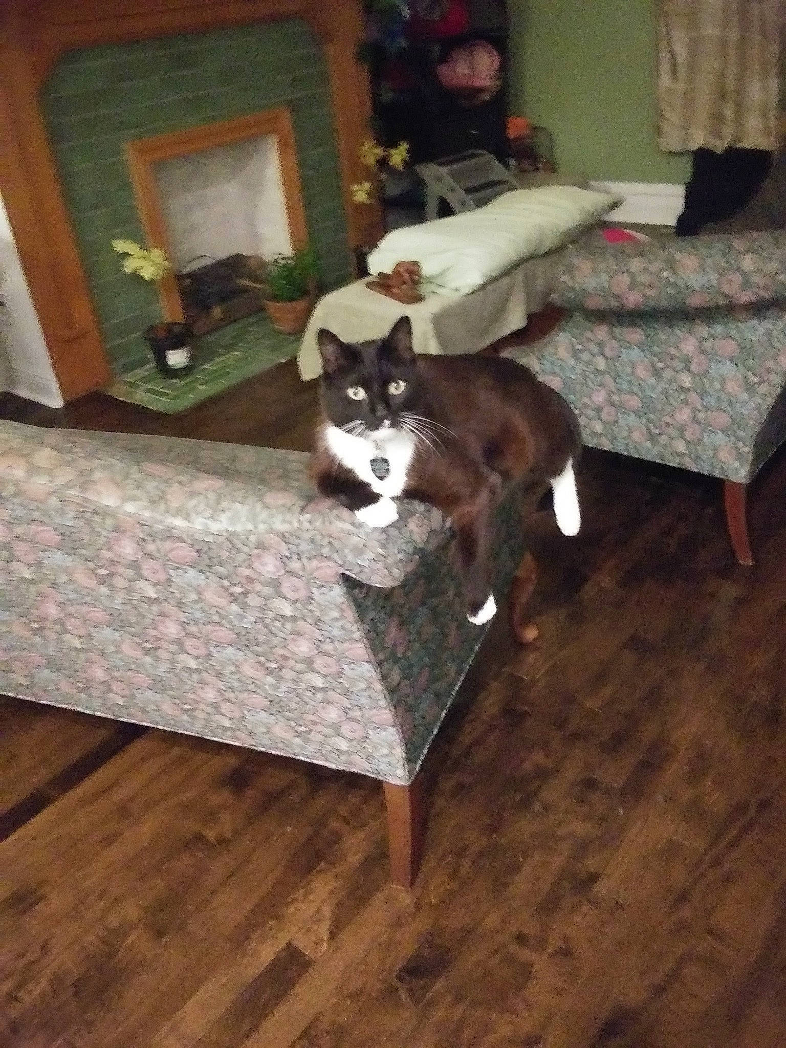 Oedipus joined the competition — help win amazing prizes! canidae, carnivore, cat, dog, dog_breed, floor, flooring, furniture, hardwood, laminate_flooring, non_sporting_group, room, table, tail, wood, wood_flooring