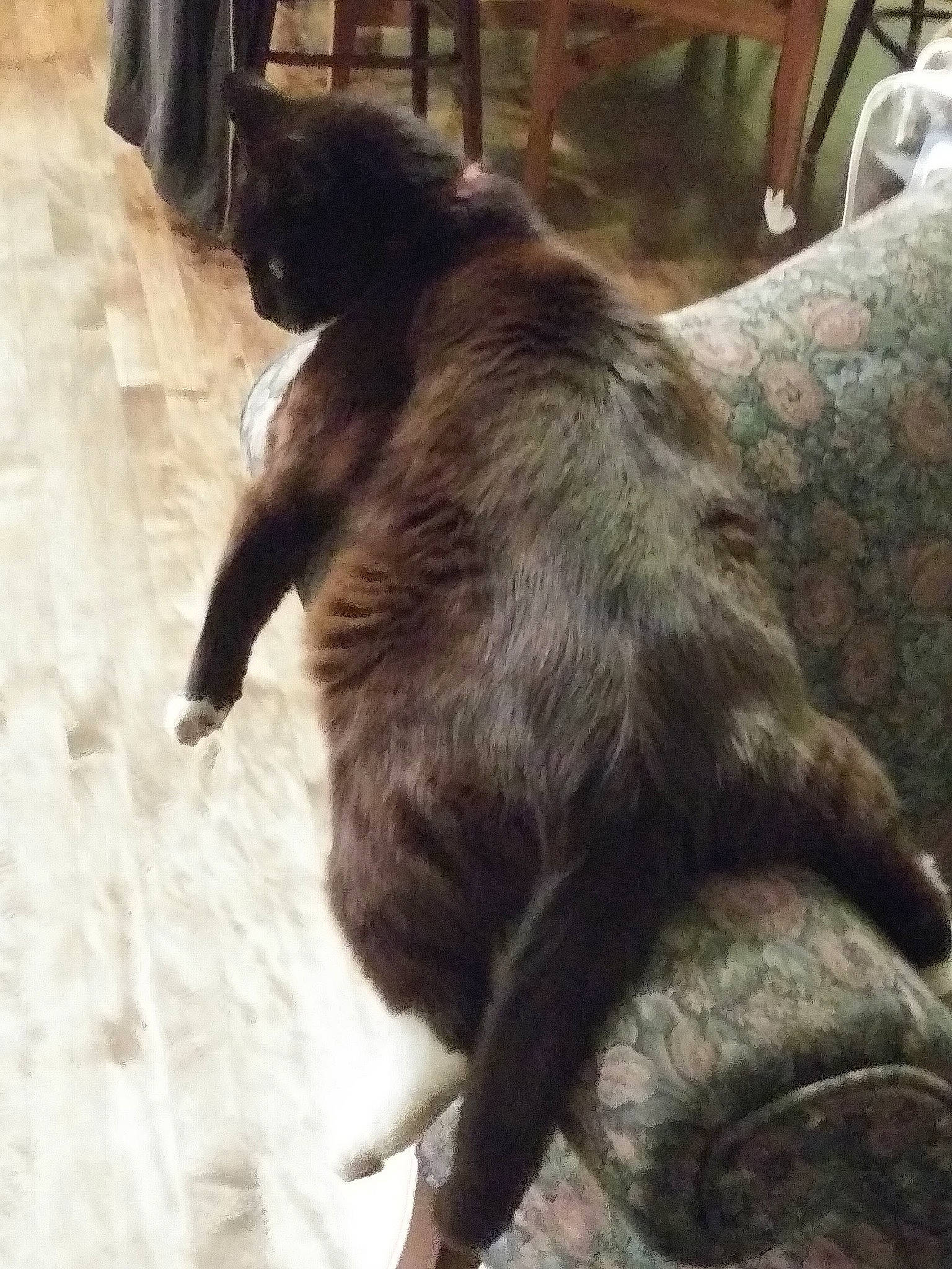 Oedipus is registered to the contest to win money with this photo: black_cat, canidae, carnivore, cat, dog_breed, felidae, fur, small_to_medium_sized_cats, sporting_group, tail