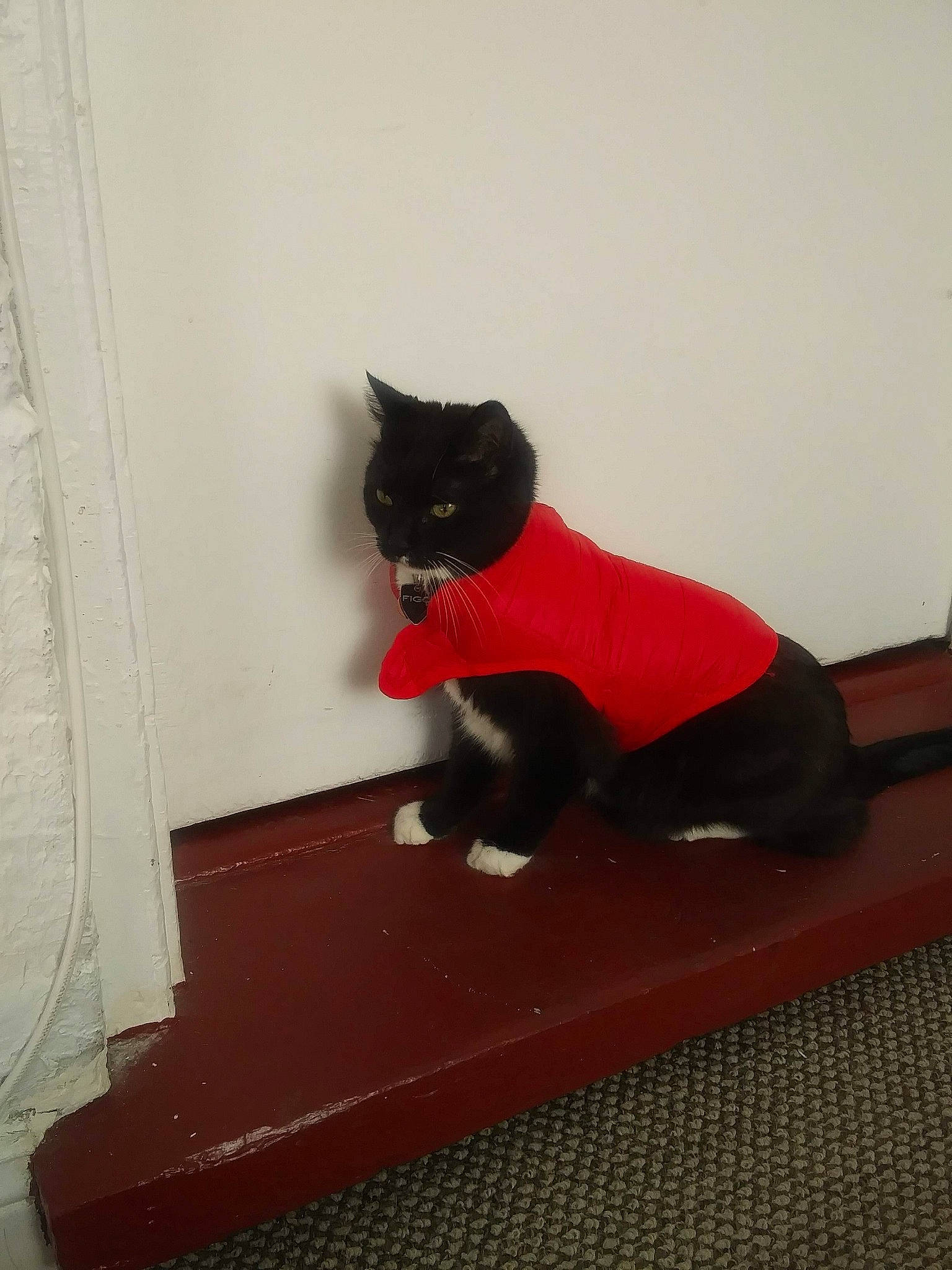 Oedipus joined the competition — help win amazing prizes! black_cat, carnivore, cat, felidae, red, small_to_medium_sized_cats, tail, whiskers