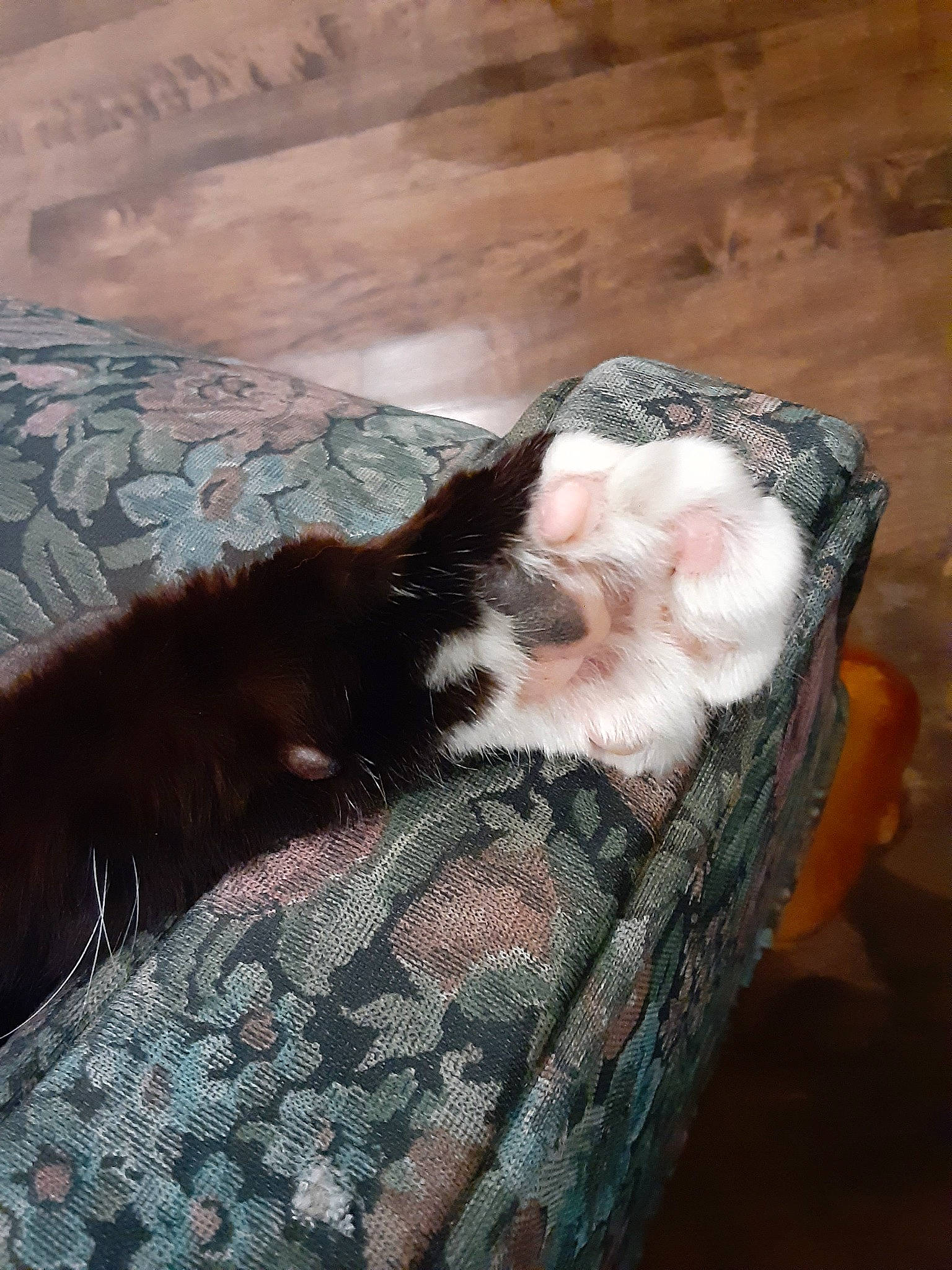 Oedipus is registered to the contest to win money with this photo: canidae, carnivore, cat, fawn, felidae, fur, small_to_medium_sized_cats, sporting_group, tail