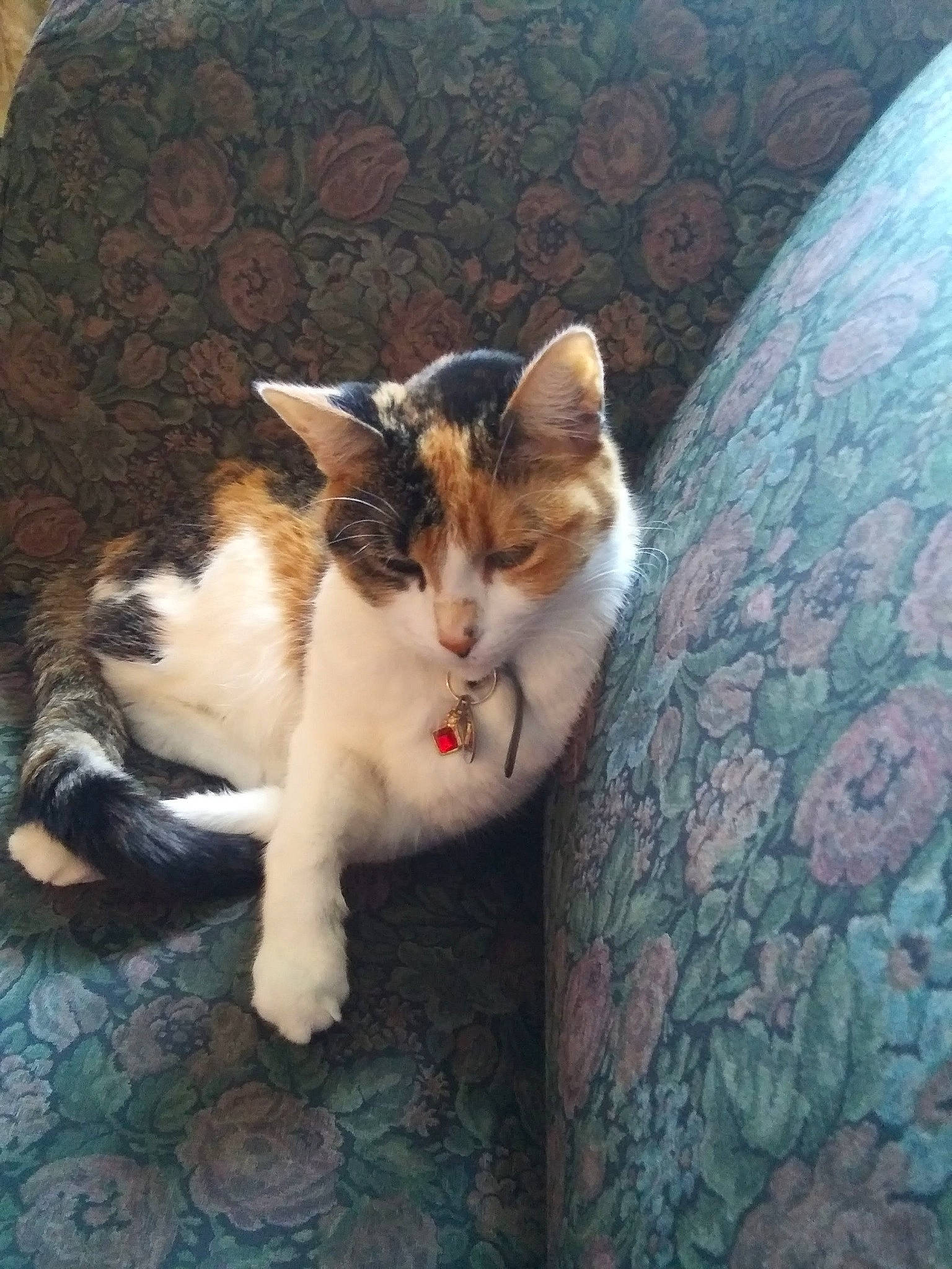 Esmeralda is registered to the contest to win money with this photo: aegean_cat, carnivore, cat, domestic_short_haired_cat, european_shorthair, felidae, german_rex, kitten, polydactyl_cat, small_to_medium_sized_cats, tail, whiskers