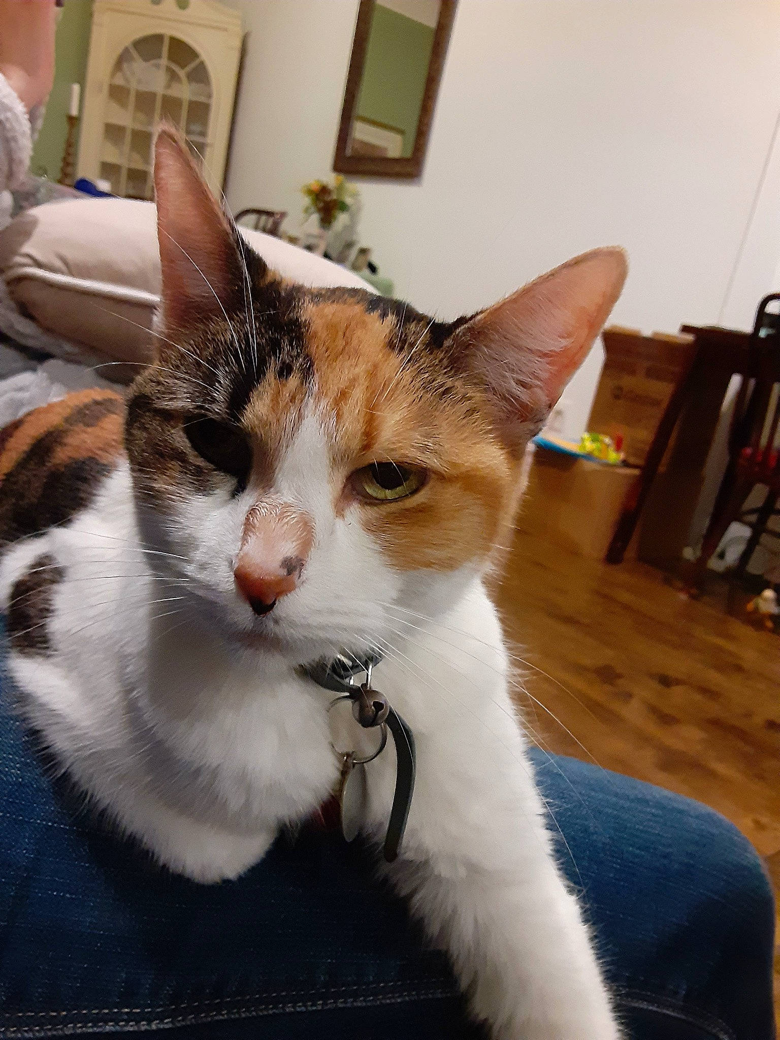 Esmeralda is registered to the contest to win money with this photo: aegean_cat, american_wirehair, carnivore, cat, domestic_short_haired_cat, felidae, japanese_bobtail, mammal, small_to_medium_sized_cats, whiskers