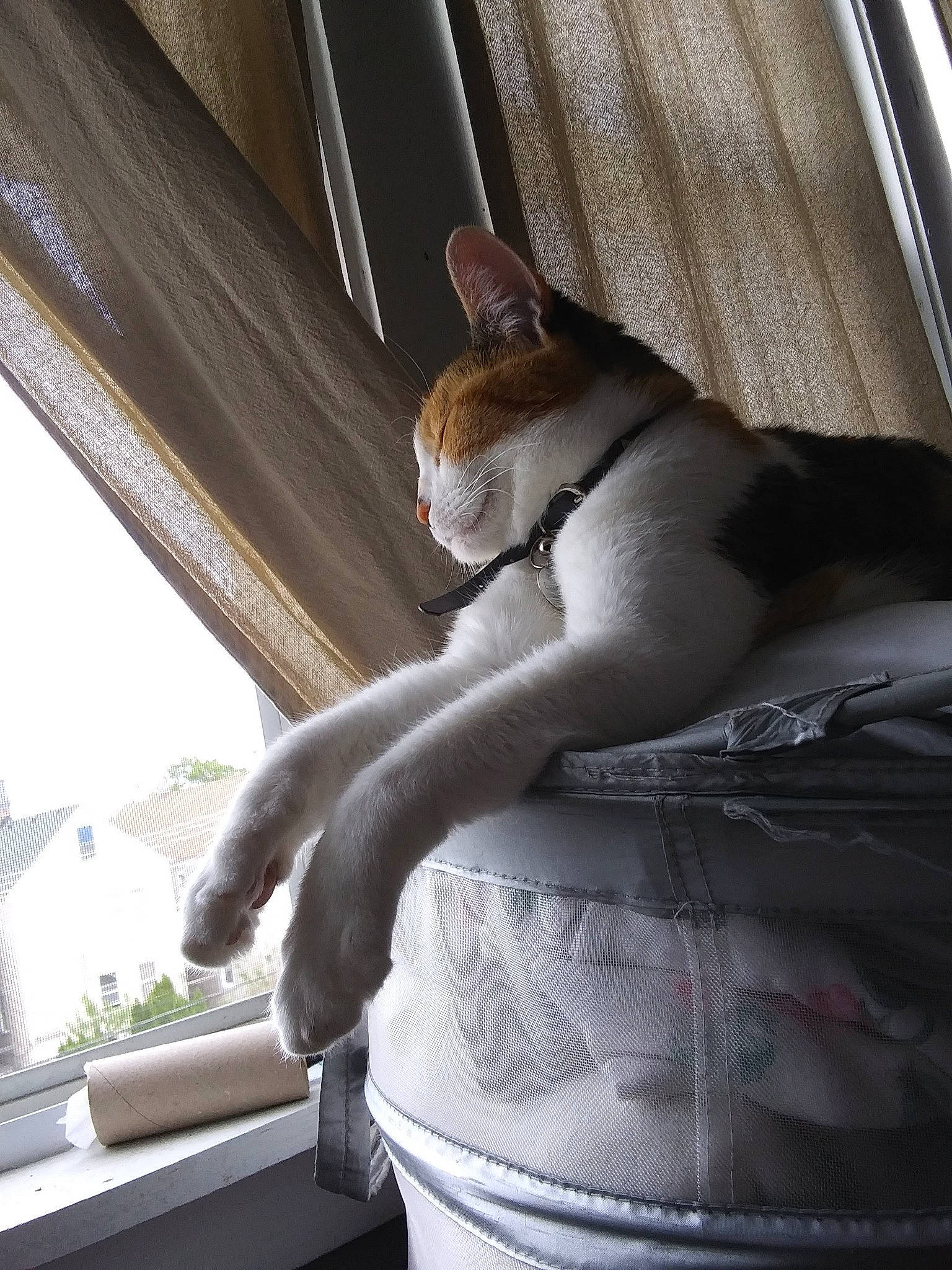 Esmeralda is registered to the contest to win money with this photo: aegean_cat, asian, carnivore, cat, domestic_short_haired_cat, felidae, singapura, small_to_medium_sized_cats, snout, tail, whiskers