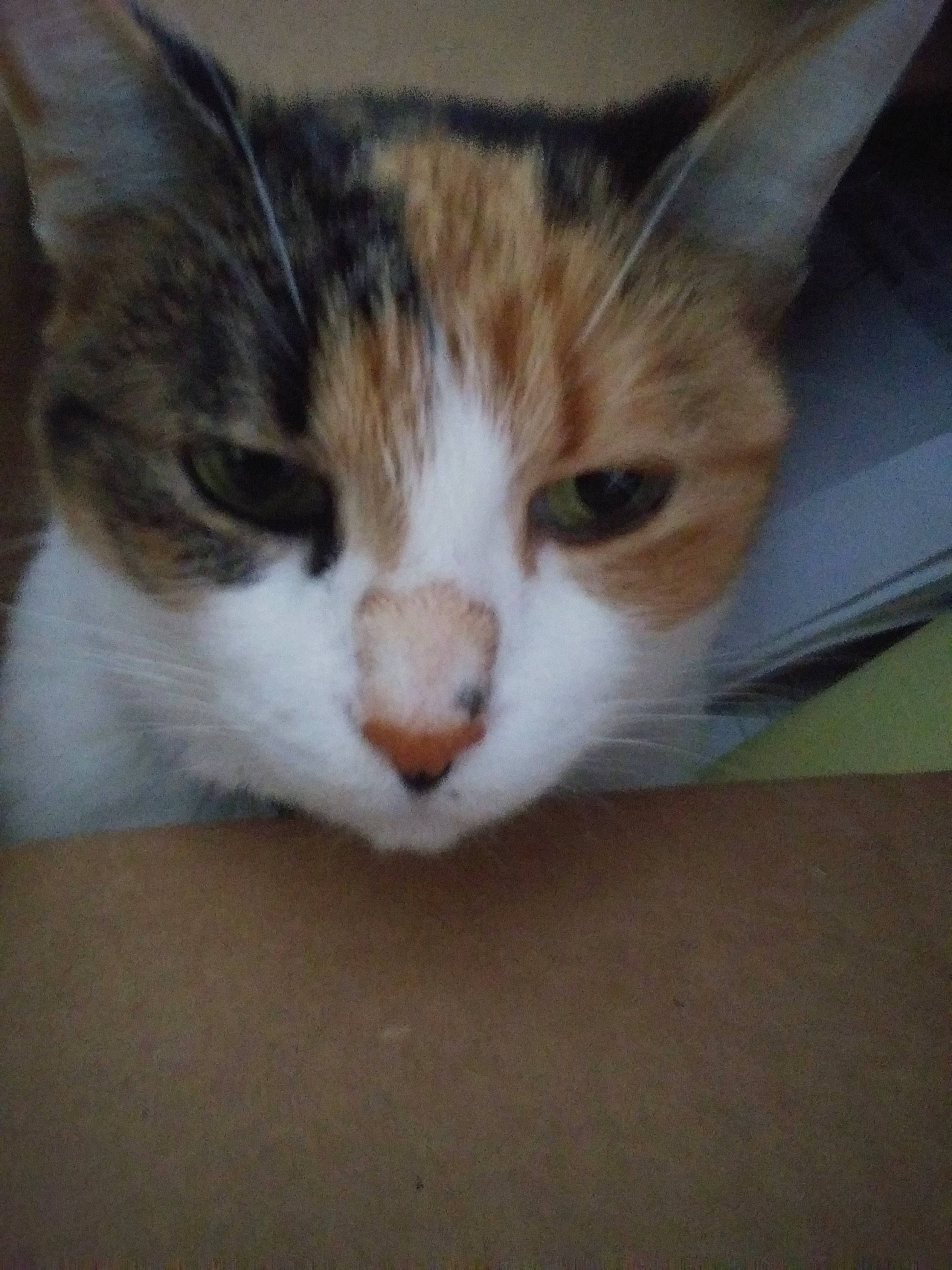 Esmeralda is registered to the contest to win money with this photo: aegean_cat, american_wirehair, carnivore, cat, domestic_short_haired_cat, european_shorthair, felidae, kitten, mammal, nose, ojos_azules, polydactyl_cat, small_to_medium_sized_cats, snout, tabby_cat, whiskers