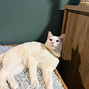 Chance joined the competition — help win amazing prizes! cat, white_cat, pet, feline, lying_down, lounging, indoors, portrait, close_up, gold_chain, collar, pink_nose, green_eyes, whiskers, fur, basket, blanket, wooden_furniture, wall, shadows
