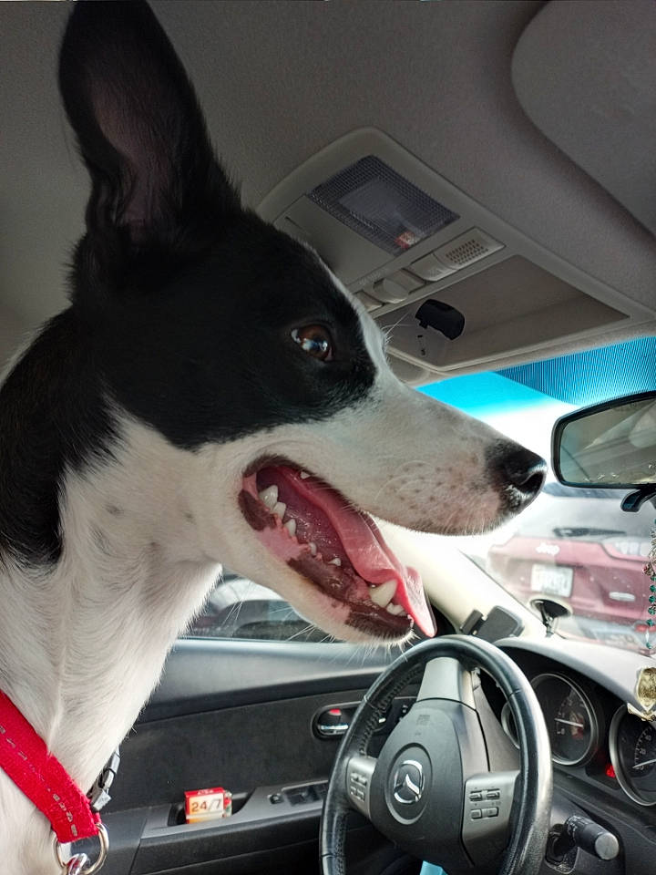 Piper is registered to the contest to win money with this photo: automotive_design, automotive_lighting, automotive_mirror, car, carnivore, collar, companion_dog, dog, dog_breed, dog_collar, gauge, mid_size_car, motor_vehicle, personal_luxury_car, snout, speedometer, steering_wheel, vehicle, window, windshield