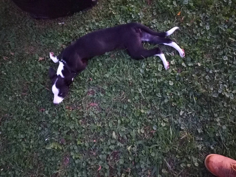 Piper is registered to the contest to win money with this photo: canidae, carnivore, companion_dog, dog, dog_breed, electric_blue, fawn, grass, hound, hunting_dog, non_sporting_group, plant, snout, soil, sporting_group, tail, terrestrial_animal, thumb