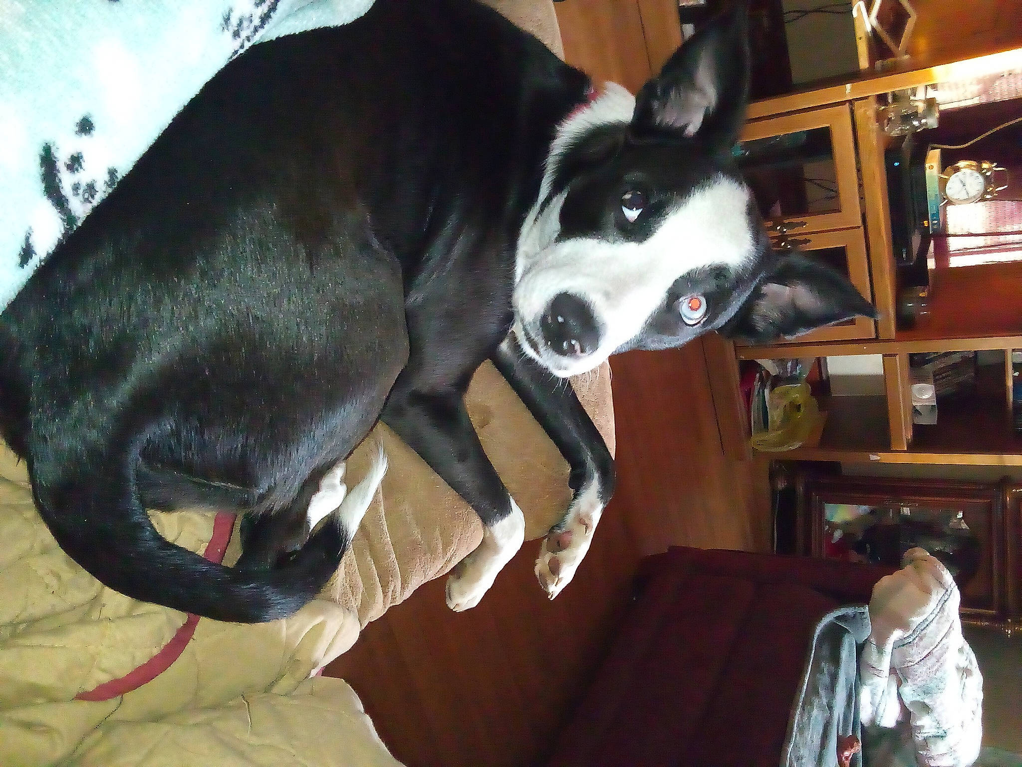 Piper is registered to the contest to win money with this photo: canidae, carnivore, collar, comfort, companion_dog, dog, dog_breed, dog_collar, dog_supply, fawn, fur, guard_dog, mcnab, picture_frame, shelf, snout, sporting_group, tail, whiskers, working_animal