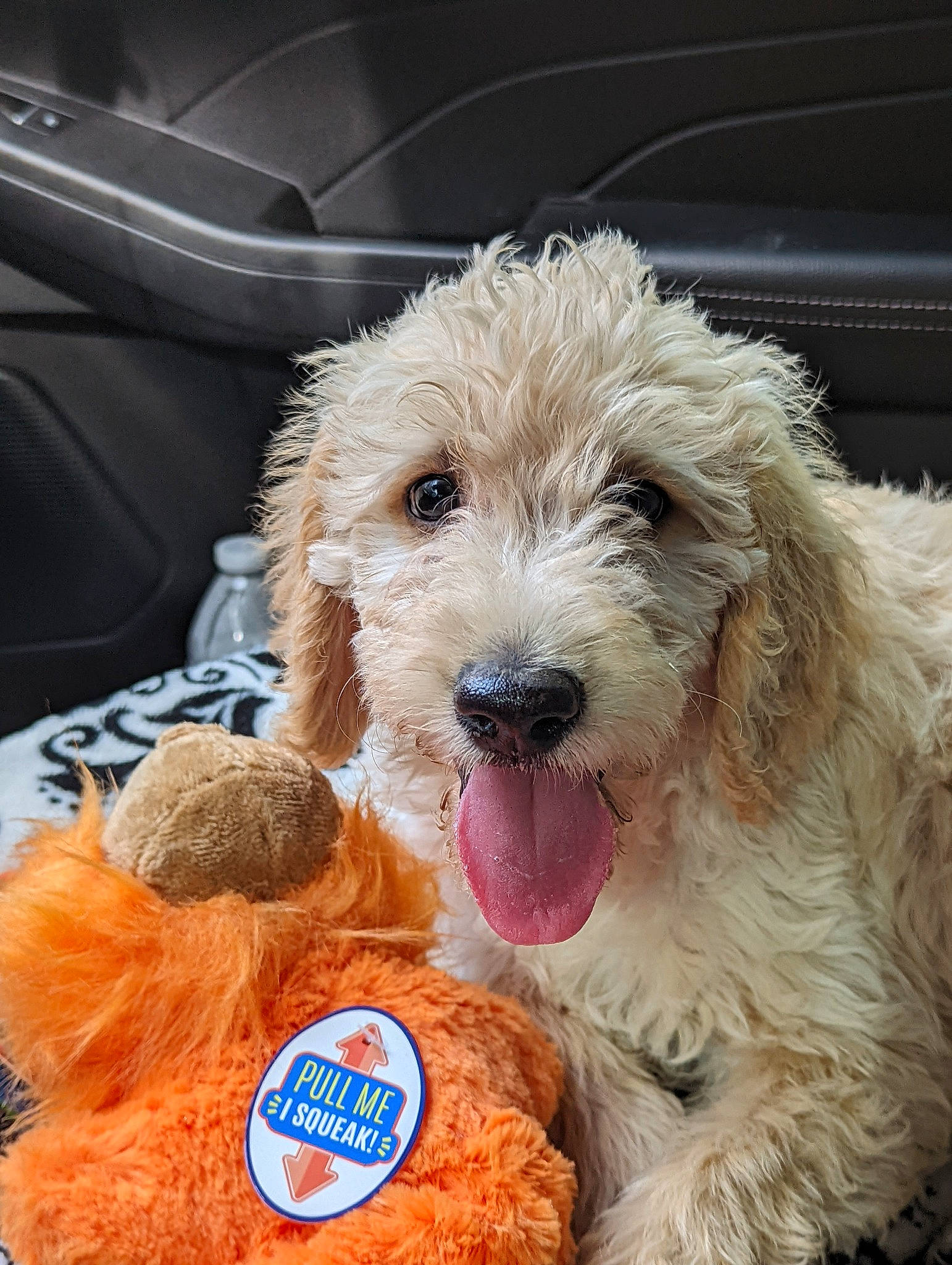 Sadie Sue is registered to the contest to win money with this photo: canidae, car_seat, carnivore, companion_dog, dog, dog_breed, dog_supply, fur, labradoodle, poodle_crossbreed, small_terrier, snout, sporting_group, stuffed_toy, teddy_bear, terrier, toy, water_dog