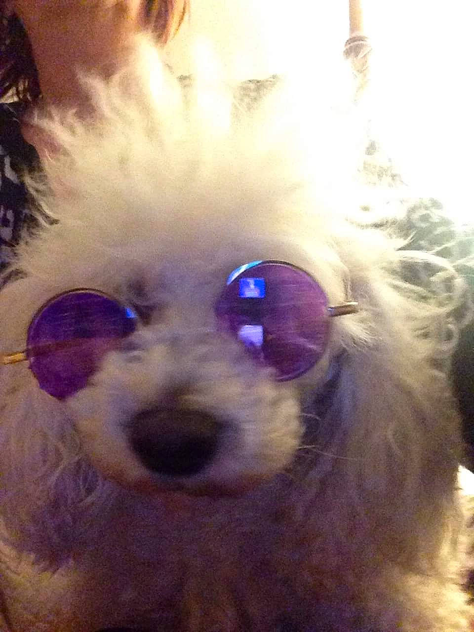 Deuce is registered to the contest to win money with this photo: carnivore, companion_dog, dog, dog_breed, dog_clothes, dog_collar, dog_supply, electric_blue, eyewear, fawn, glasses, goggles, personal_protective_equipment, snout, sunglasses, toy, toy_dog, vision_care, whiskers, working_animal