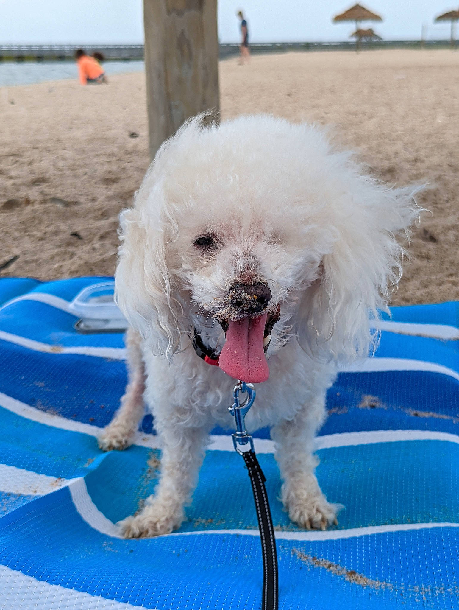 Deuce joined the competition — help win amazing prizes! beach, bichon, canidae, carnivore, collar, companion_dog, dog, dog_breed, dog_collar, eyewear, goggles, labradoodle, maltepoo, poodle, poodle_crossbreed, sky, sporting_group, terrier, toy_dog, water_dog