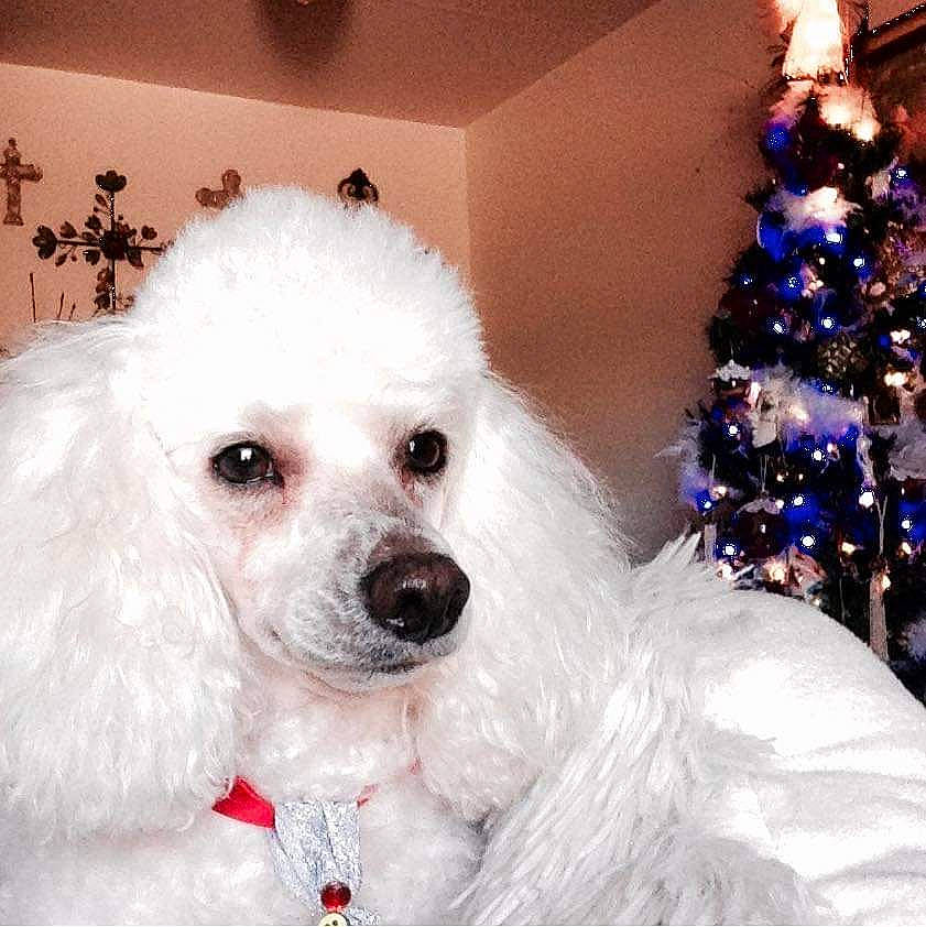 Deuce joined the competition — help win amazing prizes! carnivore, christmas_tree, companion_dog, dog, dog_breed, dog_collar, dog_supply, event, fur, goggles, happy, head, poodle, snout, sporting_group, sunglasses, toy_dog, water_dog, white, working_animal