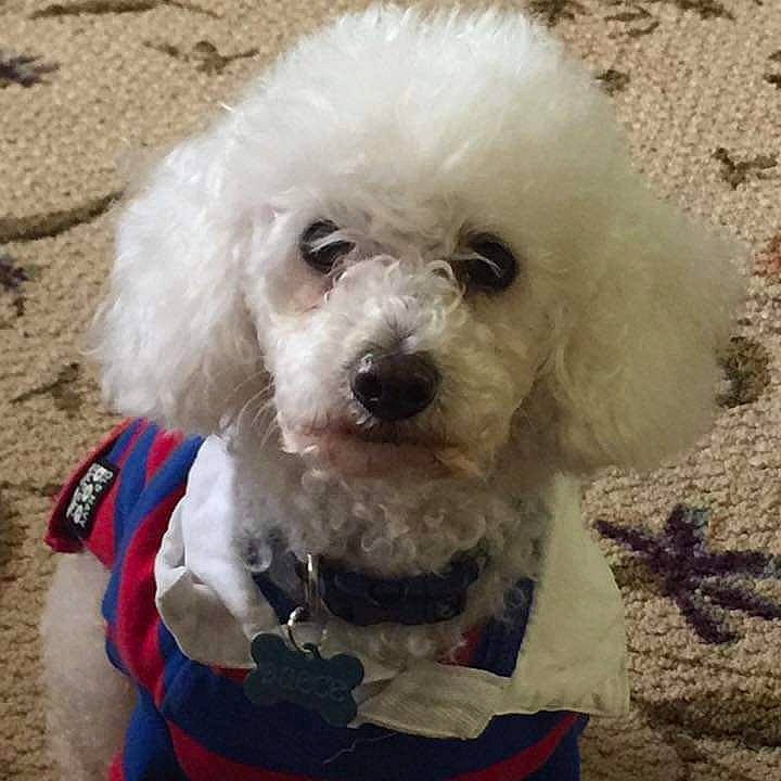 Deuce joined the competition — help win amazing prizes! canidae, carnivore, companion_dog, dog, dog_breed, dog_collar, dog_supply, eye, eyewear, happy, head, maltepoo, poodle, snout, sporting_group, sunglasses, toy_dog, water_dog, working_animal, yorkipoo