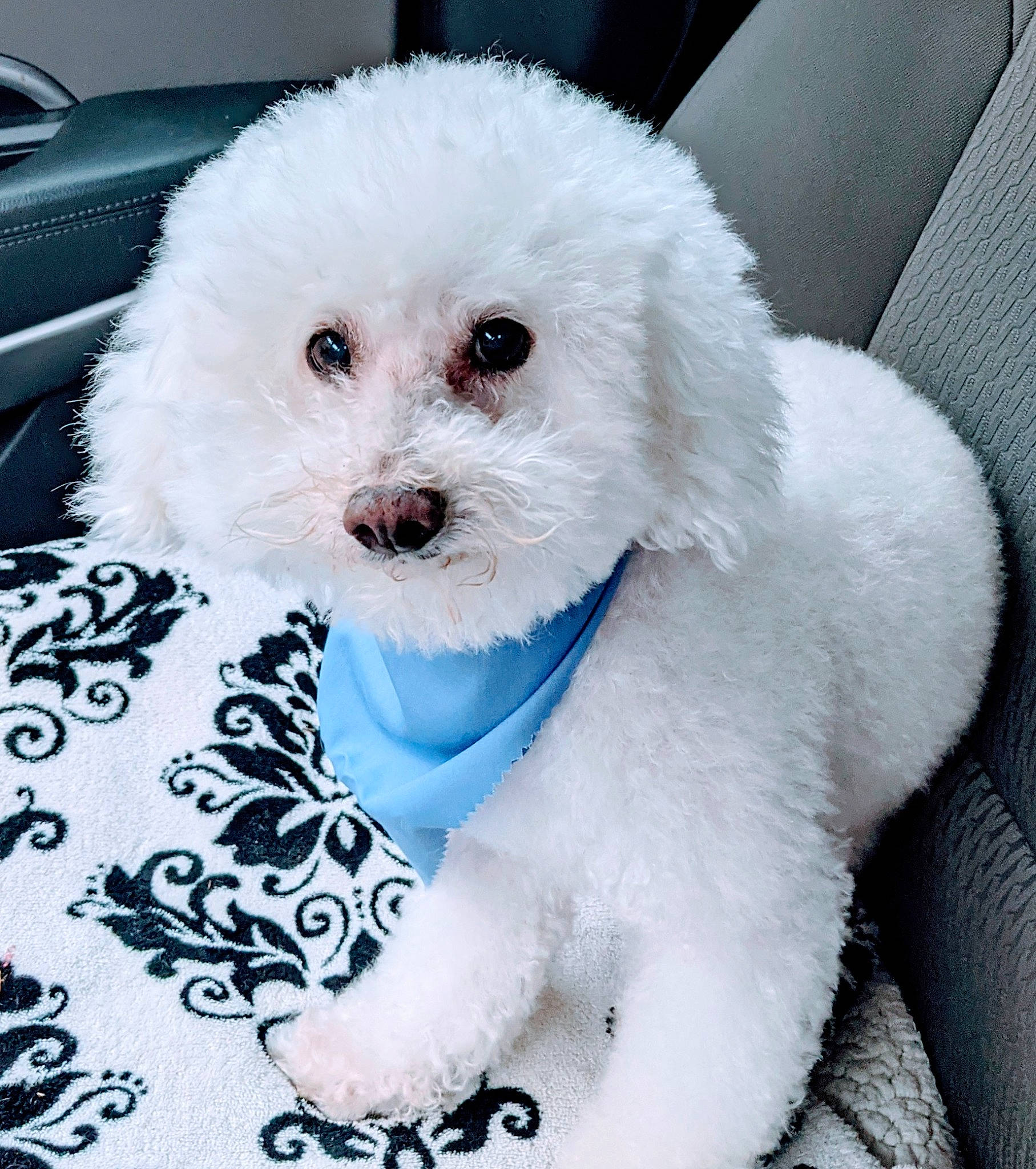 Deuce joined the competition — help win amazing prizes! bichon, canidae, carnivore, companion_dog, dog, dog_breed, dog_supply, labradoodle, maltepoo, non_sporting_group, plant, poodle, puppy_love, sporting_group, terrier, toy_dog, water_dog