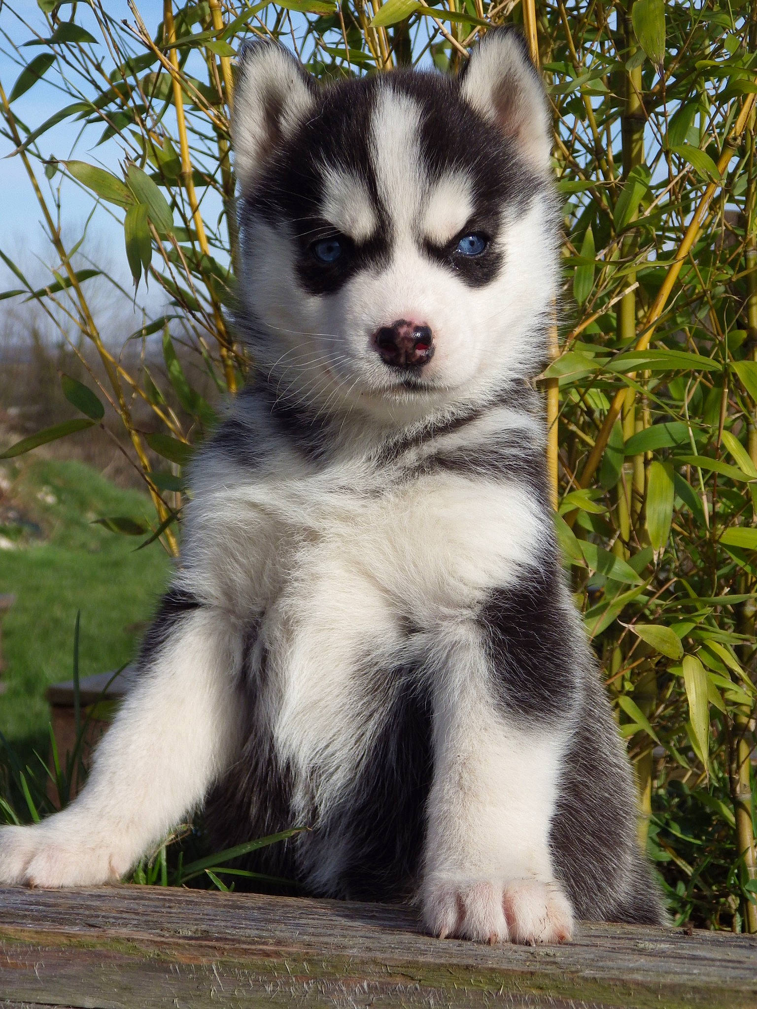 Elevage Des Douguy Dogs