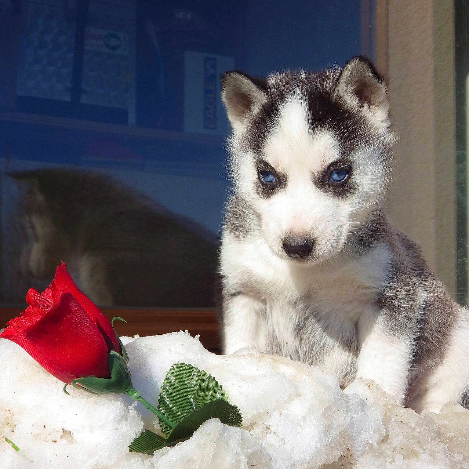 Glaska De La Vallée De Morava