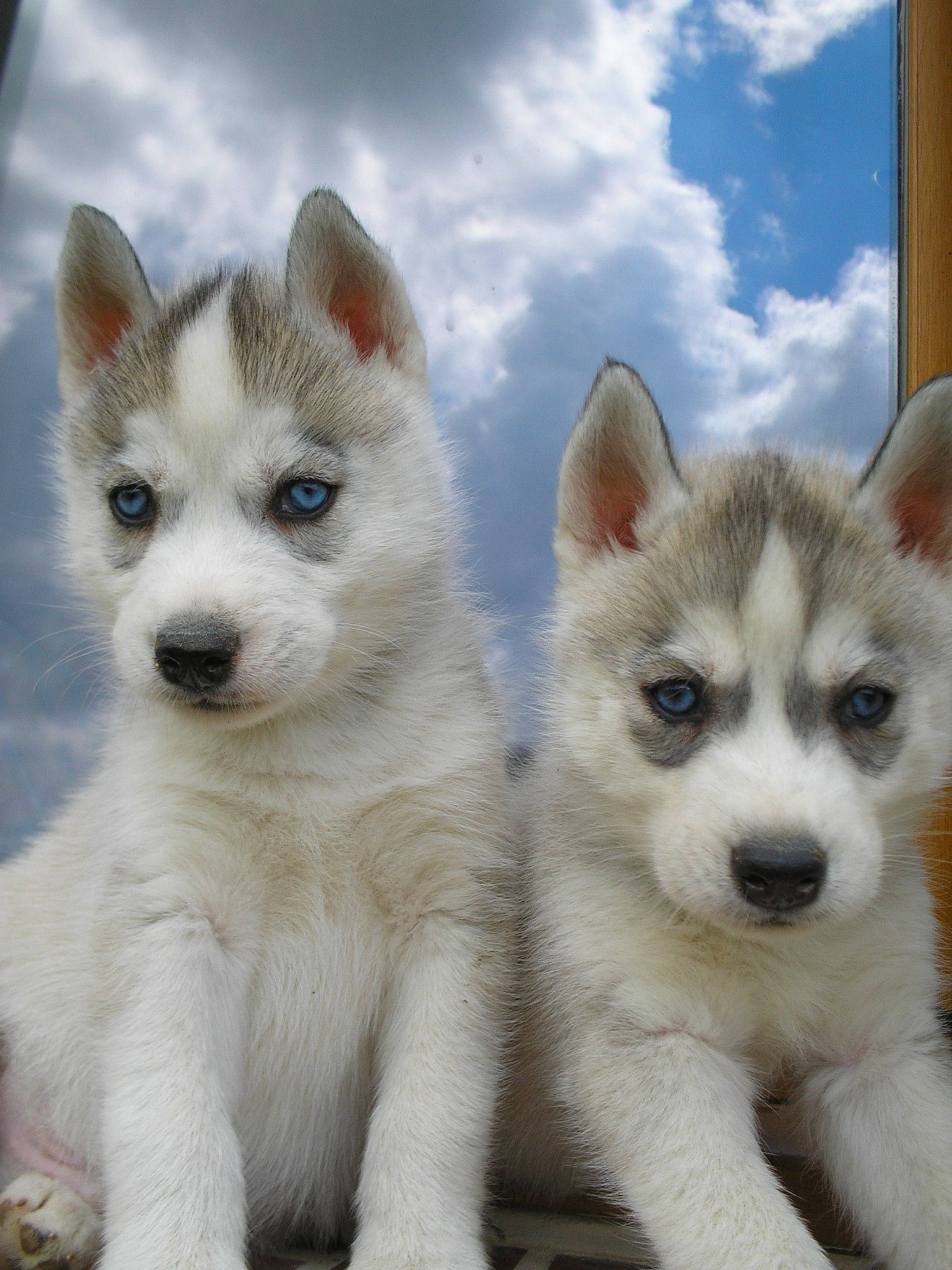 Douguydogs Elevage a rejoint le concours — aidez-le/la à gagner de superbes lots ! ancient_dog_breeds, carnivore, cloud, companion_dog, dog, dog_breed, fur, non_sporting_group, sky, sled_dog, snout, terrestrial_animal, whiskers, working_animal, working_dog