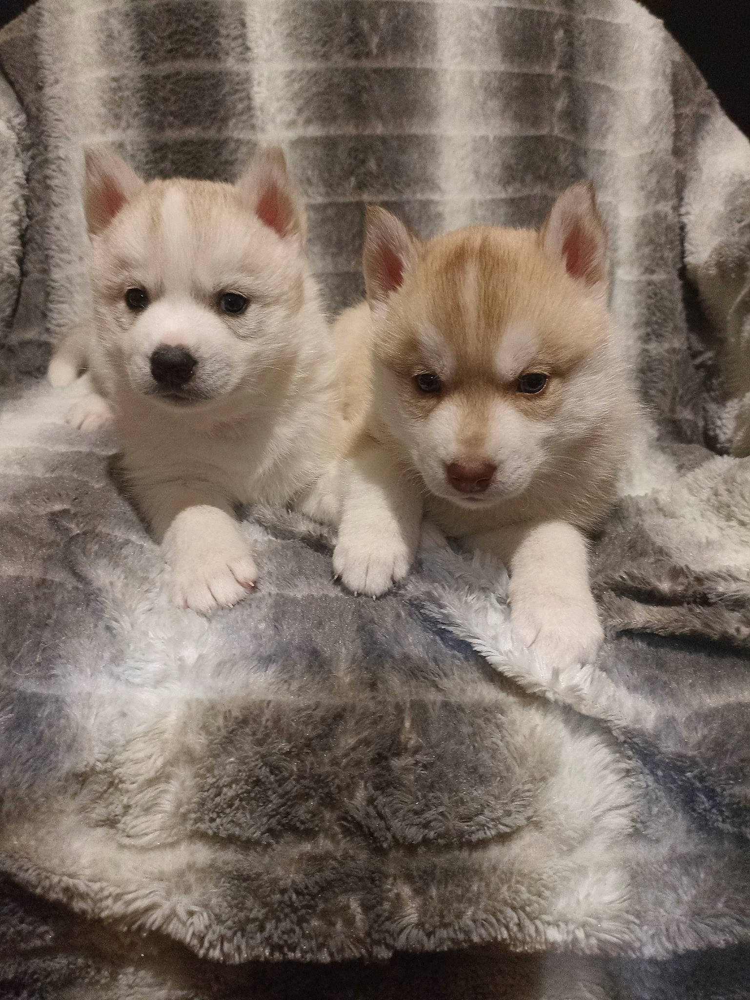 Douguydogs Elevage a rejoint le concours — aidez-le/la à gagner de superbes lots ! ancient_dog_breeds, canidae, carnivore, companion_dog, dog, dog_breed, fawn, fur, non_sporting_group, snout, tail, terrestrial_animal, toy_dog, whiskers, wildlife, working_animal