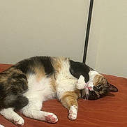 Isabella Marie joined the competition — help win amazing prizes! animal, bed, calico, cat, cozy, cute, domestic, feline, fur, home, indoor, looking, lying_down, paw, pet, pink_paw_pads, relaxed, resting, sleepy, whiskers