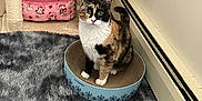 Isabella Marie is registered to the contest to win money with this photo: abyssinian, animal, architecture, building, canine, cat, couch, den, dog, dogbed, furniture, hardwood, homedecor, indoors, kitten, livingroom, manx, pet, room, wood