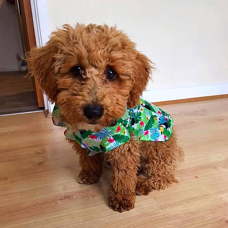 Barnaby is registered to the contest to win money with this photo: canidae, carnivore, cockapoo, companion_dog, dog, dog_breed, dog_clothes, fur, goldendoodle, maltepoo, mammal, miniature_poodle, poodle, poodle_crossbreed, puppy, schnoodle, sporting_group, toy_dog, toy_poodle, yorkipoo