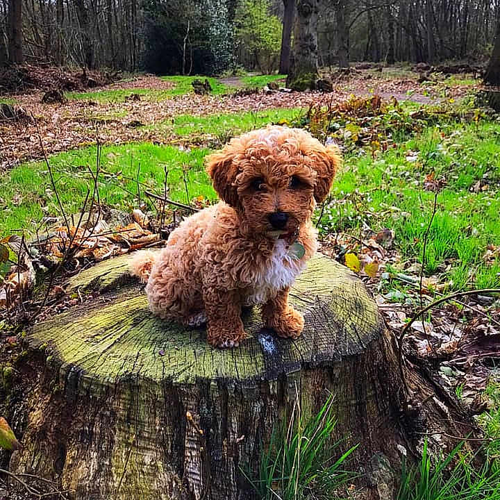 Barnaby