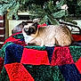 cat, siamese_cat, christmas_tree, quilt, patchwork, holiday, indoor, feline, resting, fur, animal, pet, decor, greenery, cozy, relaxed, colorful, fabric, christmas, tree_skirt