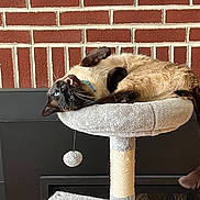 Twitch is registered to the contest to win money with this photo: blue_eyes, brick_wall, cat, cat_tree, collar, fireplace, fur, indoors, lounging, mouth_open, paws, pet, plush_bed, pom_pom_toy, portrait_orientation, relaxed, scratching_post, siamese_cat, upside_down, whiskers