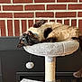 blue_eyes, brick_wall, cat, cat_tree, collar, fireplace, fur, indoors, lounging, mouth_open, paws, pet, plush_bed, pom_pom_toy, portrait_orientation, relaxed, scratching_post, siamese_cat, upside_down, whiskers