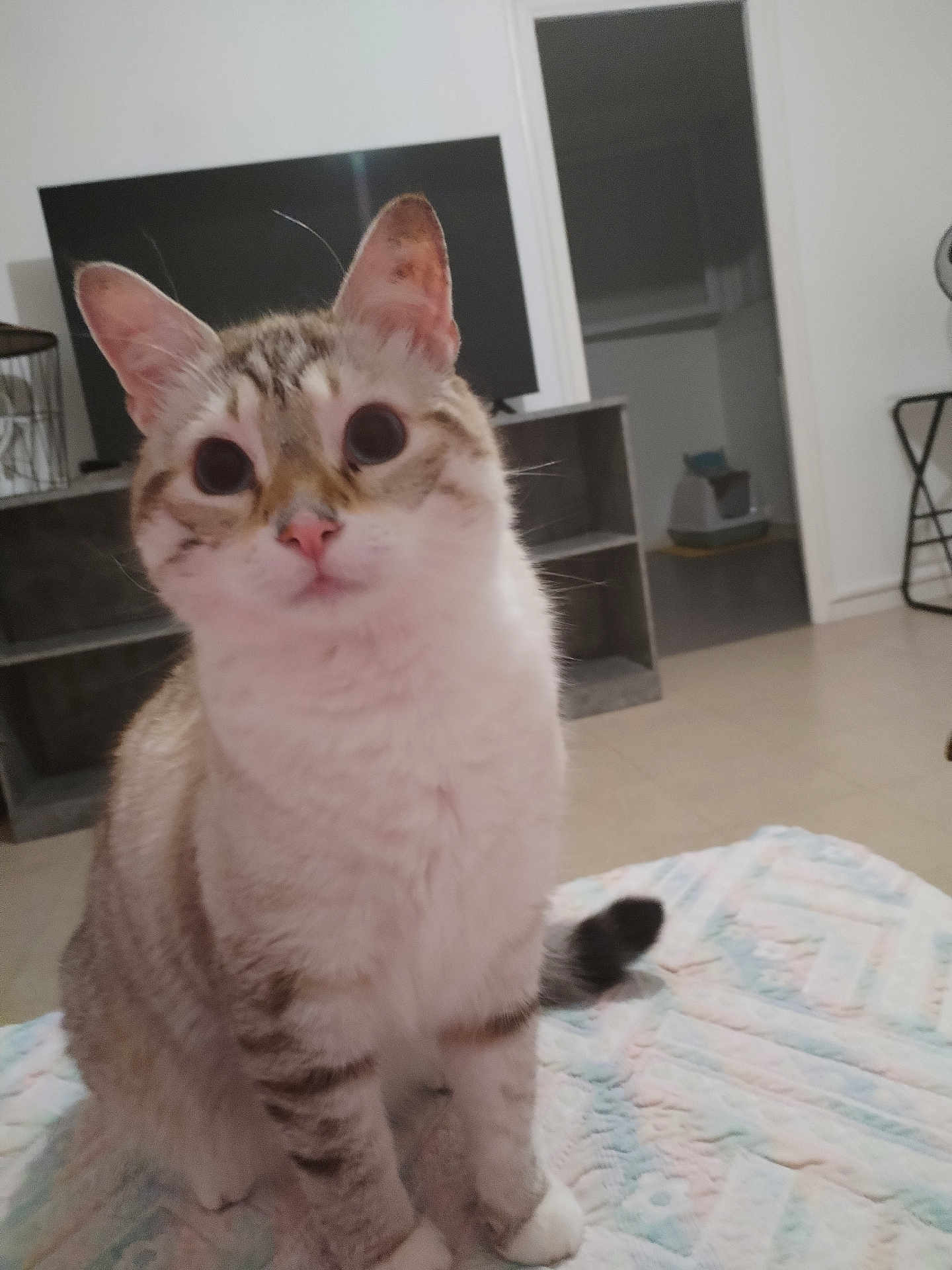 Mimi