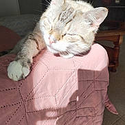 Mimi participe au concours pour gagner de l'argent avec cette photo : cat, pet, sleeping, relaxed, sunlight, paw, pink_quilt, shadow, indoor, feline, whiskers, ears, nose, soft, comfortable, resting, close_up, cozy, home, quiet