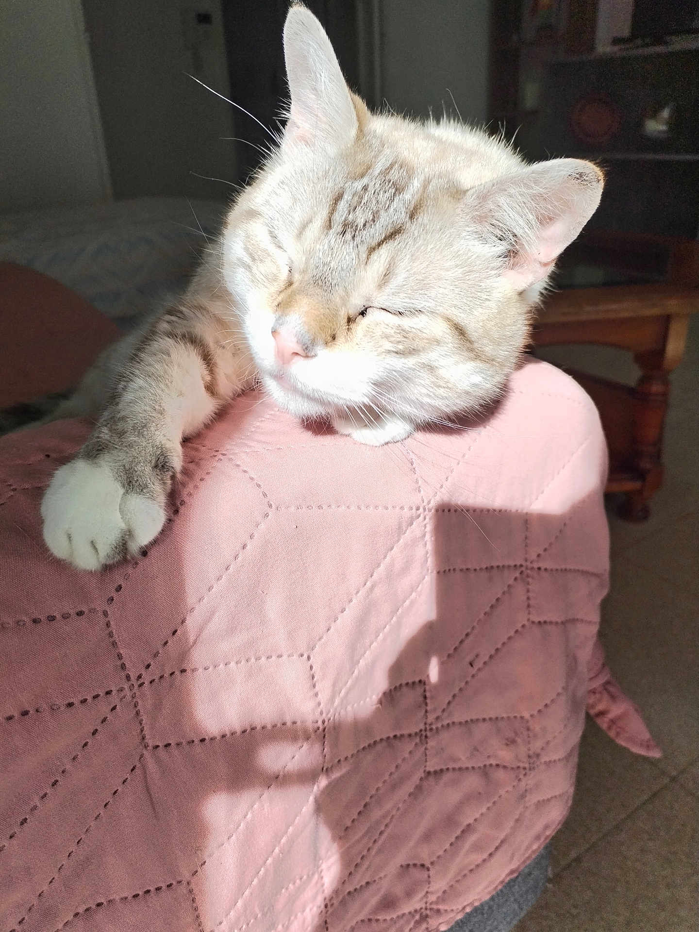 Mimi participe au concours pour gagner de l'argent avec cette photo : cat, pet, sleeping, relaxed, sunlight, paw, pink_quilt, shadow, indoor, feline, whiskers, ears, nose, soft, comfortable, resting, close_up, cozy, home, quiet